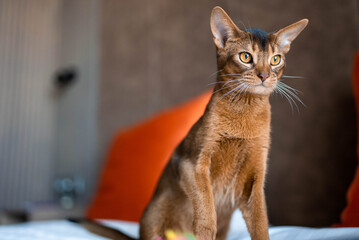 Calm abyssinian cat lying on a bed. Beautiful cat in a hotel room.