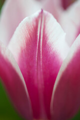 Beautiful pink tulip flowers in the garden