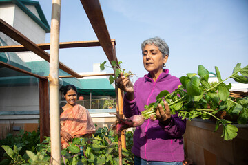 A woman studying the roots of her home-grown harvest 	