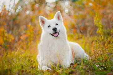 white dog in the woods