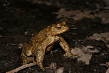 Crapaud commun à l'étang Rossignol à Merry la Vallée - période de reproduction (2007 02 28 Yonne - 120)