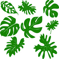 Vector set of hand drawn of exotic green leaves
