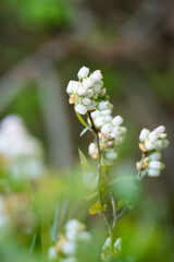 white blueberry flowers in the garden