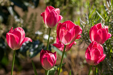 Nahaufnahme von pinken Tulpen