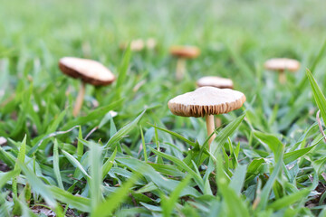 mushrooms in the grass