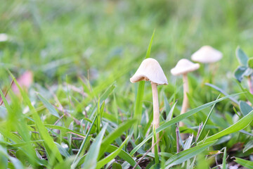 mushroom in the grass