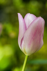 Obraz na płótnie Canvas Nahaufnahme einer seidenfarbenden Tulpe
