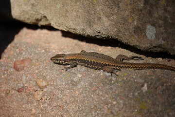 Eidechse, Steineidechse, Reptil 