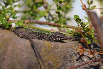 Eidechse, Steineidechse, Reptil 