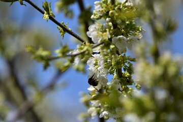 Kirschblüten mit Besuch