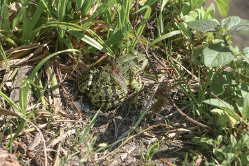 Grüner Teichfrosch im Gras, Grünfrosch, Pelophylax esculentus