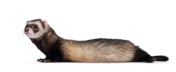 Fototapeta na wymiar Cute young ferret laying down side ways, looking to the side. Isolated on a white background.