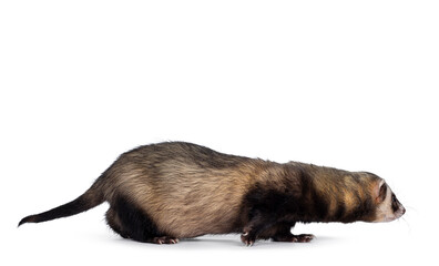Fototapeta na wymiar Cute young ferret walking side ways, looking straight ahead. Isolated on a white background.