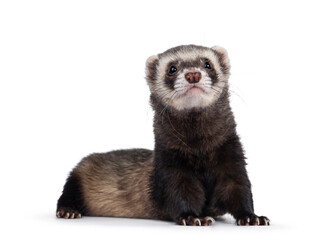 Cute young ferret laying down facing front with head lifted up, looking to camera. Isolated on a white background.