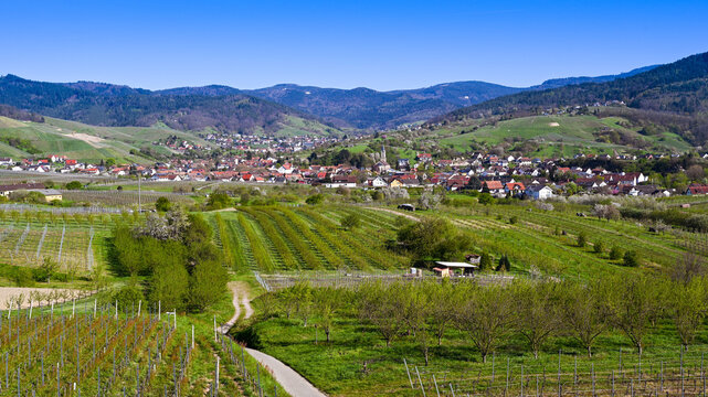 The B&uuml;hler Valley with the  Vineyards of Neuweier, Altschweier and B&uuml;hl. In the background the Black Forest. Baden Wuerttemberg, Germany, Europe