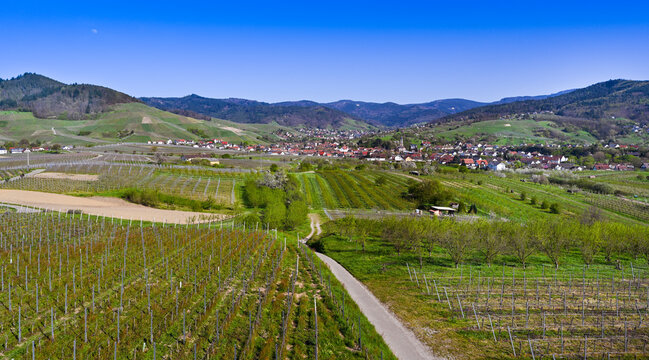 The B&uuml;hler Valley with the  Vineyards of Neuweier, Altschweier and B&uuml;hl. In the background the Black Forest. Baden Wuerttemberg, Germany, Europe