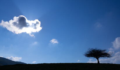 Fototapeta premium Solitary tree with the sun in the background in the Sierra de Aralar, Euskadi