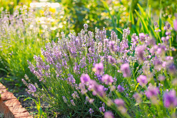 Obraz premium lavender flowers in the field