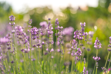 lavender flowers in the field