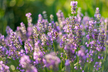 lavender flowers in the field