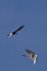 common tern