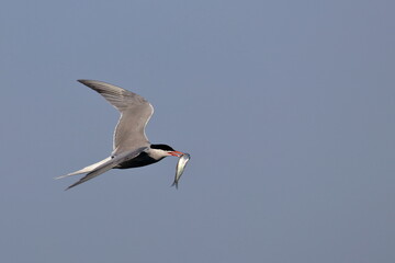 common tern