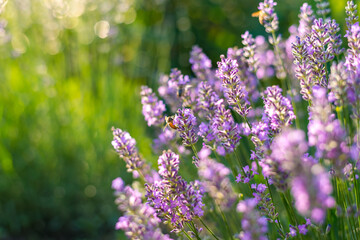 lavender flowers in the field