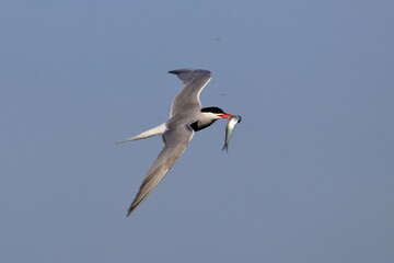 common tern