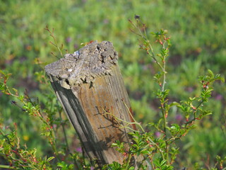 wooden fence in the forest