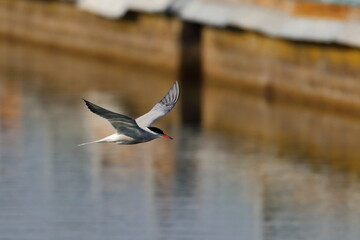 common tern