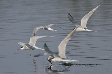 Fototapeta na wymiar common tern