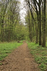 A forest path among trees greening in spring