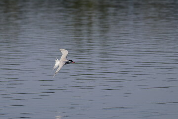 common tern