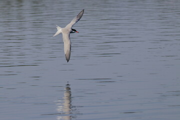 common tern