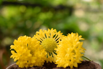 ISOLATED FLOWER ON MUD POT BOWL WITH BLURRED GREEN PLANT BACKGROUND 