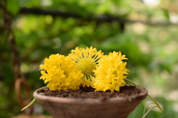 ISOLATED FLOWER ON MUD POT BOWL WITH BLURRED GREEN PLANT BACKGROUND 