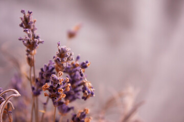 Purple house plants