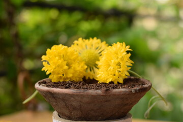 ISOLATED FLOWER ON MUD POT BOWL WITH BLURRED GREEN PLANT BACKGROUND 