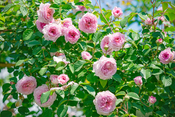 pink and white flowers