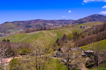 Fototapeta na wymiar Spring in the foothills of Black Forest, Sasbachwalden. Vineyard and blooming fruit trees. Baden Wuerttemberg, Germany, Europe