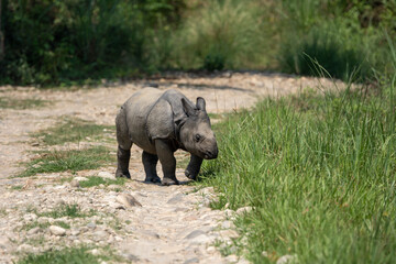 Closeup shot of a baby Rhino