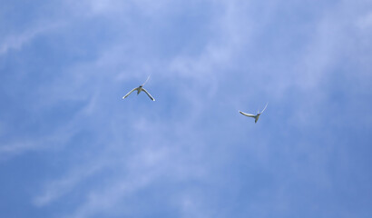 white seabird flying in the sky in the Indian Ocean