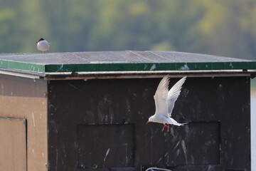 common terns colony