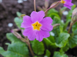 purple and yellow flower