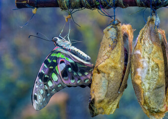 exotic animals: big swallow tail butterfly hanging near cokoons