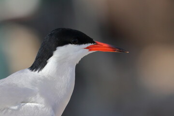 common tern nest