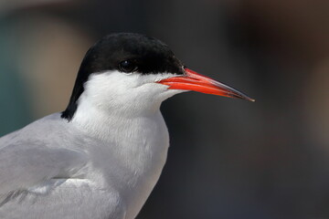 common tern nest