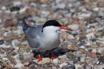 common tern nest