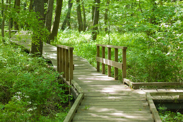 forest bridge