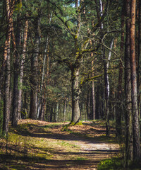 ścieżka w wiosennym lesie